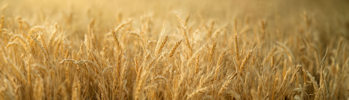 Lughnasadh – Ein uraltes Erntefest zwischen Mythos, Ritual und Reenactment