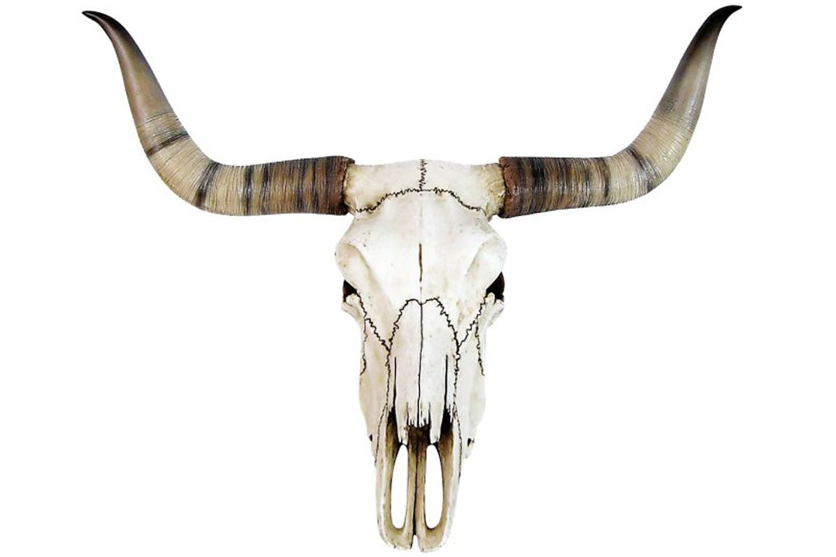 Bild von Longhorn-Rinderschädel 45cm